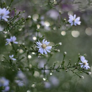 Aster cordifolius Blütenregen - Aster d'automne