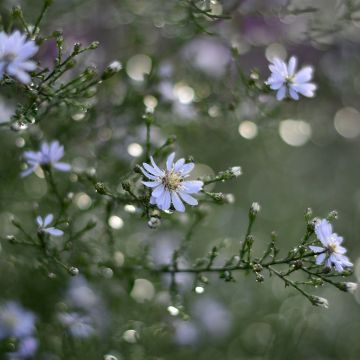 Aster cordifolius Blütenregen - Aster à feuilles en coeur