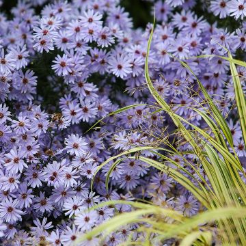 Aster cordifolius Little Carlow