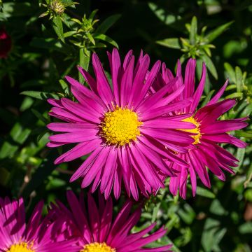 Aster dumosus Bahamas - Aster nain