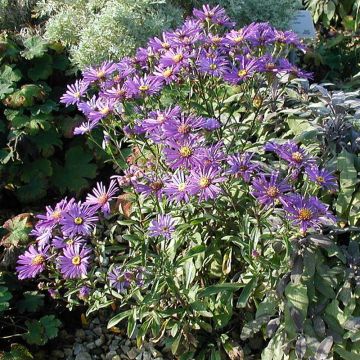 Aster dumosus Early Blue - Aster nain