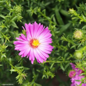 Aster dumosus Heinz-Richard