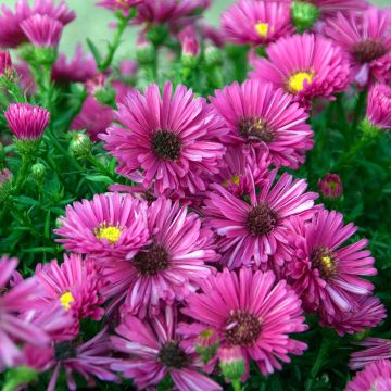 Aster dumosus Jenny - Aster nain