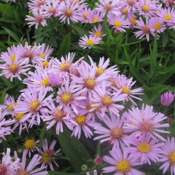 Aster dumosus Peter Harrison - Aster nain d'automne