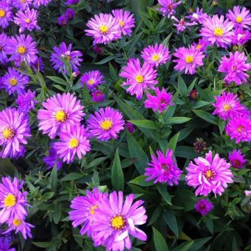 Aster dumosus Rosenwichtel - Aster nain d’automne