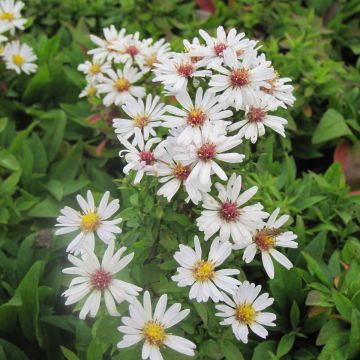 Aster dumosus Schneekissen - Aster nain d'automne