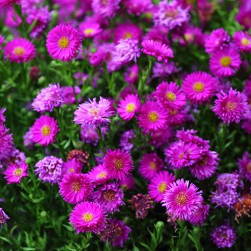 Aster dumosus Starlight - Aster nain d’automne rose foncé