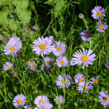 Aster dumosus Wood's Purple