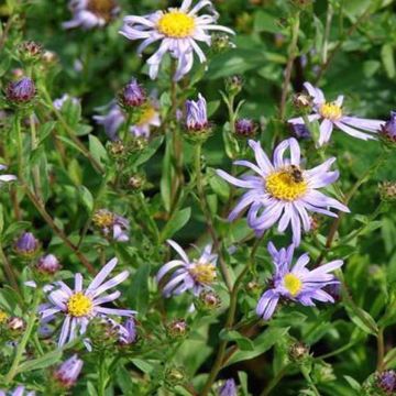 Aster frikartii Wunder von Stäfa - Aster d'automne