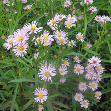 Aster hybride Ochtendglorren