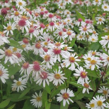 Aster lateriflorus Chloe - Aster d'automne