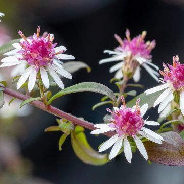 Aster lateriflorus Prince