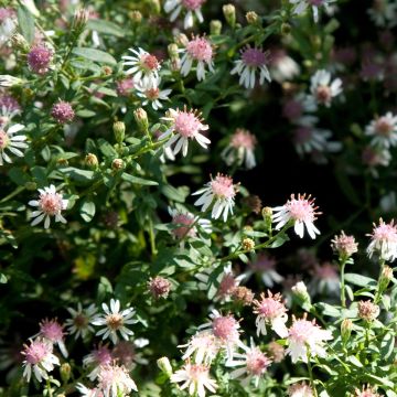 Aster lateriflorus Horizontalis