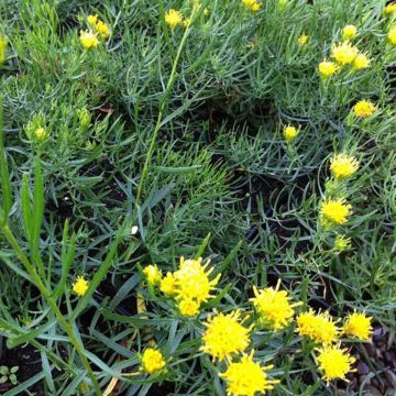 Aster linosyris - Aster d'automne
