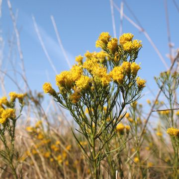 Aster linosyris - Aster à feuilles d'osyris 