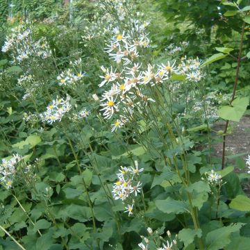 Aster macrophyllus Albus - Aster à grandes feuilles