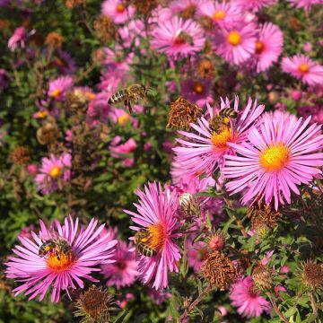 Aster novae-angliae Andenken an Paul Gerber - Aster grand d'Automne.