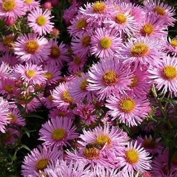 Aster novae angliae Annabelle de Chazal - Aster grand d'automne