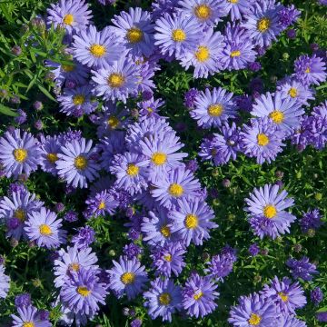 Aster novi-belgii Audrey