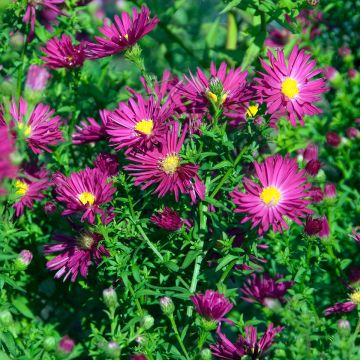 Aster novi-belgii Crimson Brocade - Aster grand d'automne