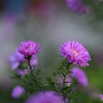 Aster Karmin Kuppel - Aster grand d'automne