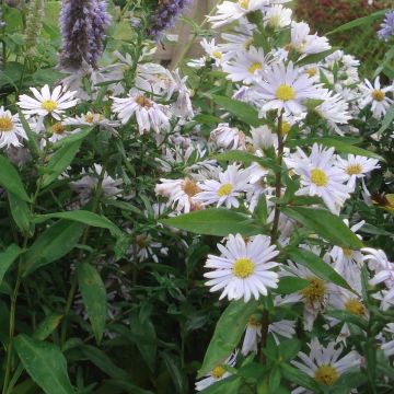 Aster novi-belgii Porzellan - Aster grand d'automne blanc bleuté