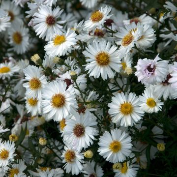 Aster novi-belgii White Lady - Aster grand d'automne