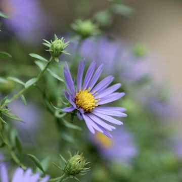 Aster oblongifolius October Skies - Symphyotrichum oblongifolium