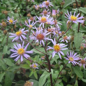 Aster radula August Sky - Aster d’été