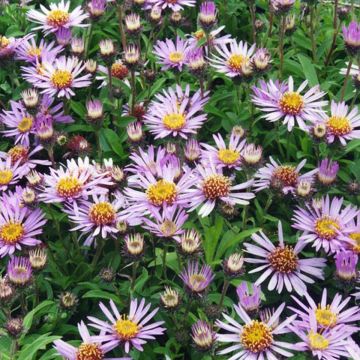 Aster sibiricus - Aster d'été