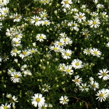 Aster tradescantii - Aster d'automne