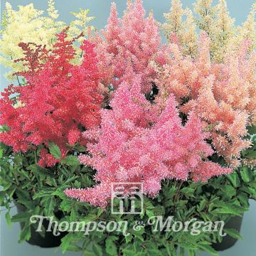 Graines d'Astilbe arendsii Showstar