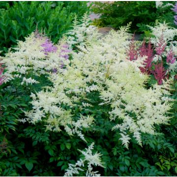 Astilbe Avalanche