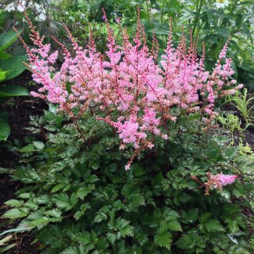 Astilbe japonica Delft Lace
