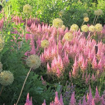Astilbe Vision in Pink