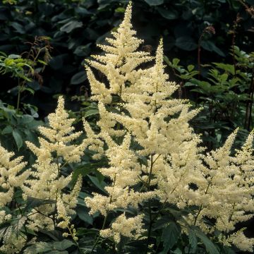 Astilbe Washington