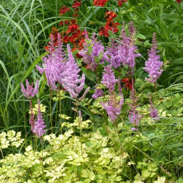 Astilbe arendsii Color Flash Lime, Beauty of Lisse