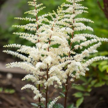 Astilbe arendsii Cappuccino