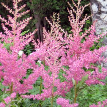 Astilbe arendsii Cattleya