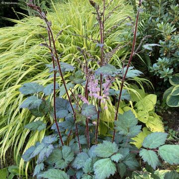 Astilbe arendsii Colour Flash - Astilbe d'Arends panachée