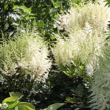 Astilbe arendsii Moccachino 