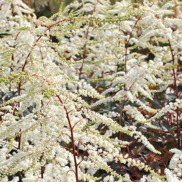 Astilbe arendsii Moccachino 