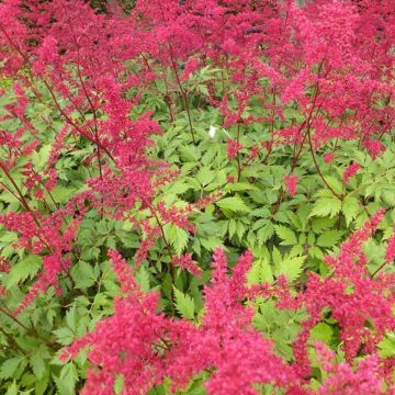 Astilbe arendsii Spinell - Astilbe rouge carminé