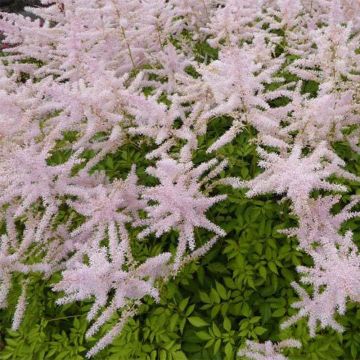 Astilbe arendsii Walkure - Astilbe d'arends Walkure