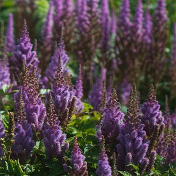 Astilbe chinensis Pumila