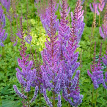 Astilbe chinensis Pumila - Astilbe de Chine Pumila