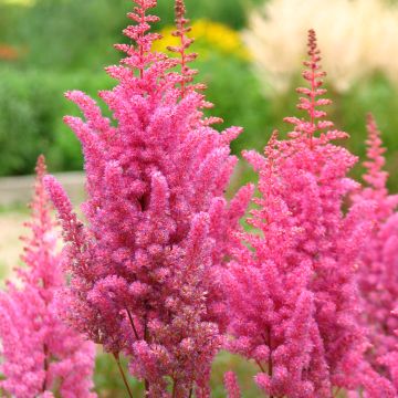 Astilbe chinensis Veronica Klose