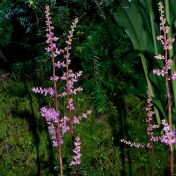 Astilbe crispa Perkeo - Astilbe à feuilles crispées