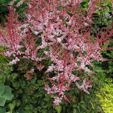 Astilbe japonica Delft Lace
