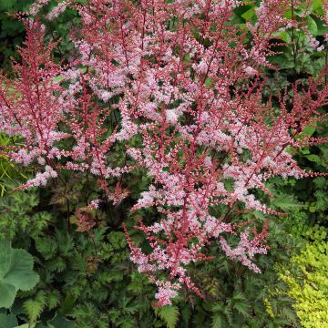 Astilbe Delft Lace